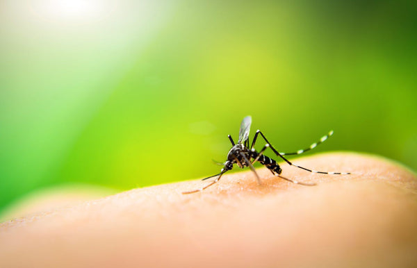 Jeff Riffell apresentado no UW News para uma nova pesquisa sobre quais cores atraem mosquitos