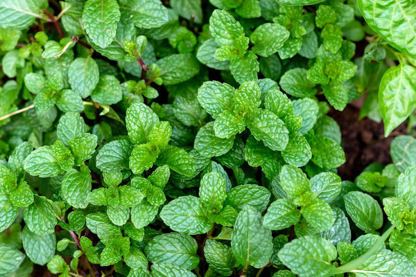 Instant effects of peppermint essential oil on the physiological parameters and exercise performance